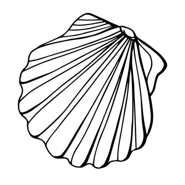 Chlamys kabuğu, Pectinidae. Çizgi çalışması. Beyaz arka plan, izolasyon. Stok illüstrasyonu.
