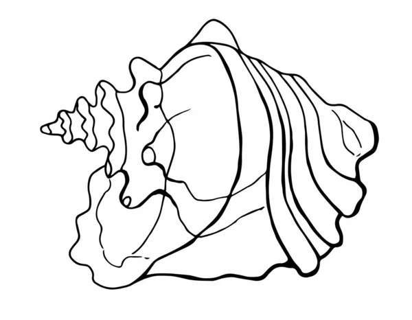 Strombus Gallus Shell Strombidae Linea Art Sfondo Bianco Isolamento Illustrazione — Vettoriale Stock