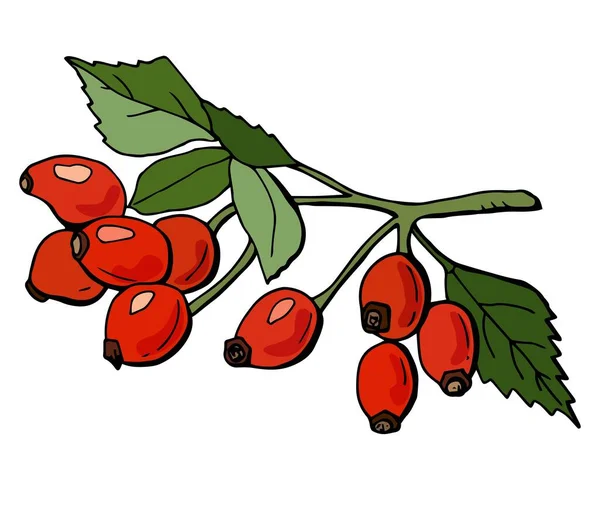 Branch Rosehip Berries Done Colored Cartoon Style Isolated White Background — Stock Vector