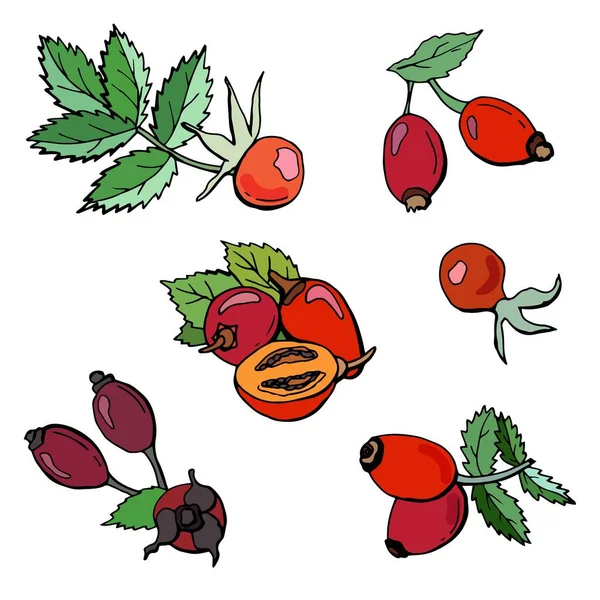 Různé Druhy Bobulí Růží Vyrobeno Barevném Kresleném Stylu Objemová Ilustrace — Stockový vektor
