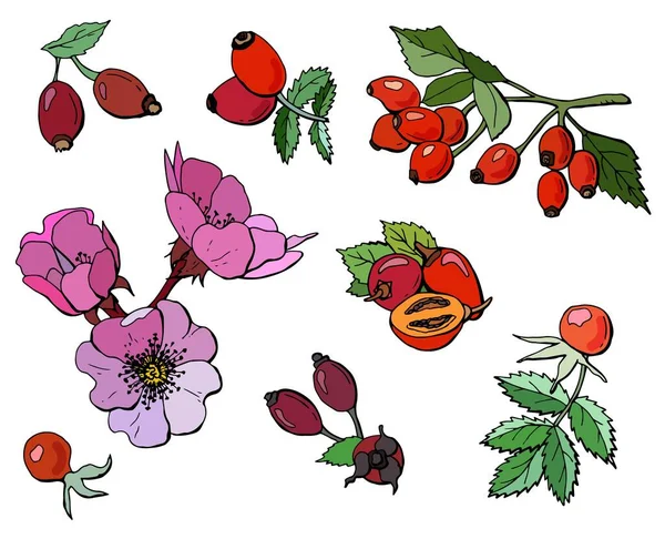 Gros Set Églantier Baies Fleurs Rose Sauvage Illustration Style Dessin — Image vectorielle