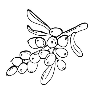 Deniz karabatağı üzümü. Çizgi çalışması. Stock Illustration 'da. Beyaz arkaplan, izole et.