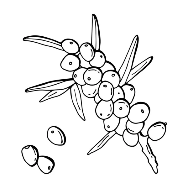 ทะเล Buckthorn เบอร บนก งไม ดอกไม สายศ ลปะ ภาพประกอบห นหล — ภาพเวกเตอร์สต็อก