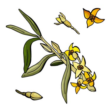 Bir dalda deniz karabatağı çiçeği. Stock Illustration 'da. Beyaz arka plan, tecrit. Çizgi film biçimi illüstrasyonu.