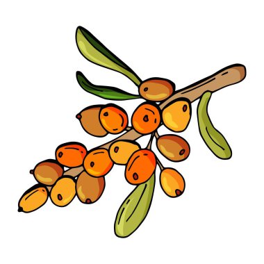 Deniz karabatağı üzümü. Stock Illustration 'da. Beyaz arka plan, tecrit. Çizgi film biçimi illüstrasyonu.