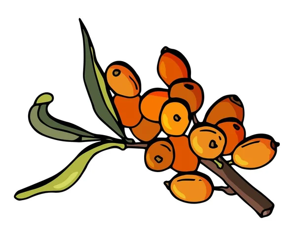 Argousier Baies Sur Une Branche Feuilles Bourgeon Fleur Illustration Stock — Image vectorielle