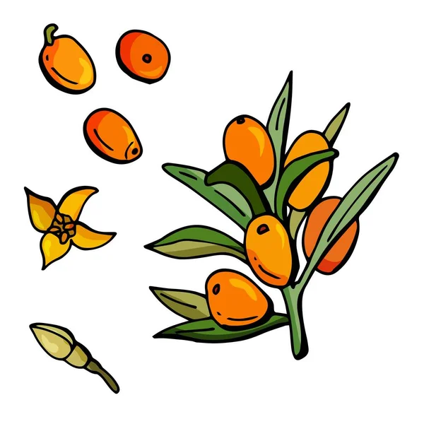 Argousier Baies Sur Une Branche Feuilles Bourgeon Fleur Illustration Style — Image vectorielle