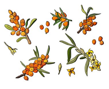 Deniz dikenli çiçek desenli böğürtlenler. Çizgi film tarzı. Beyaz arka plan, tecrit. Stok illüstrasyonu.