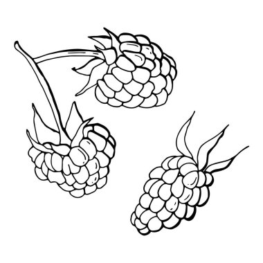 Siyah beyaz ahududu. Çizgi çalışması. Beyaz arka plan, tecrit. Hisse Çizimi.