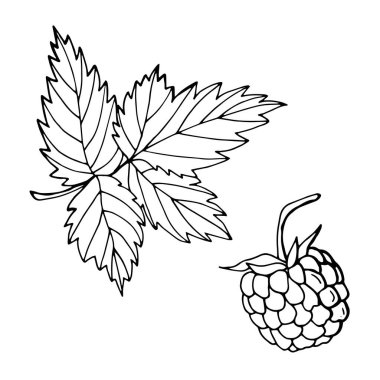 Yapraklı ahududu. Çizgi çalışması. Beyaz arka plan, tecrit. Hisse Çizimi.