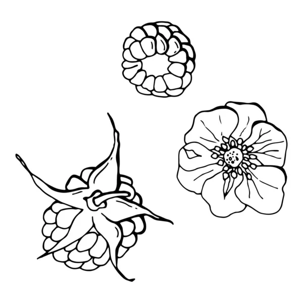 Baies Fleur Framboise Art Linéaire Fond Blanc Isoler Illustration Stock — Image vectorielle