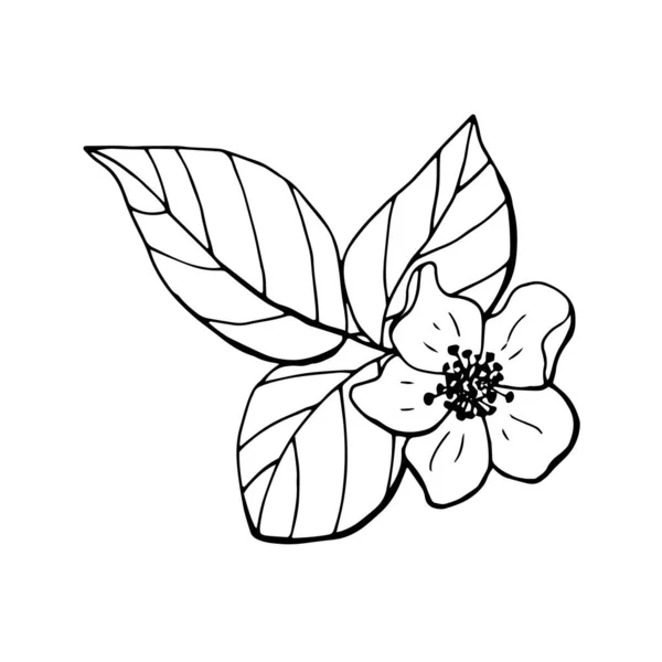 Feuilles Framboise Fleur Art Linéaire Fond Blanc Isoler Illustration Stock — Image vectorielle