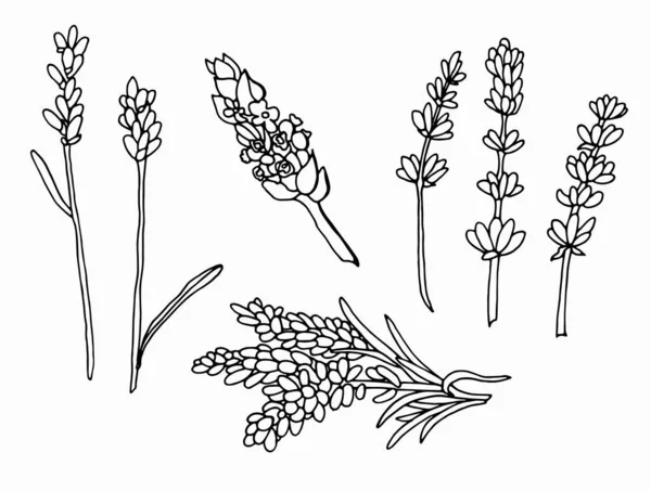 Fiori Lavanda Bianco Nero Linea Art Illustrazione Delle Azioni Fondo — Vettoriale Stock