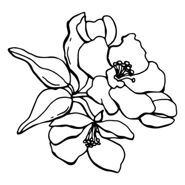 Elma ağacı çiçeği, siyah beyaz botanik sanatı. Doğrusal sembollerin toplanması. Stok çizimi. Beyaz arkaplan, izole et.