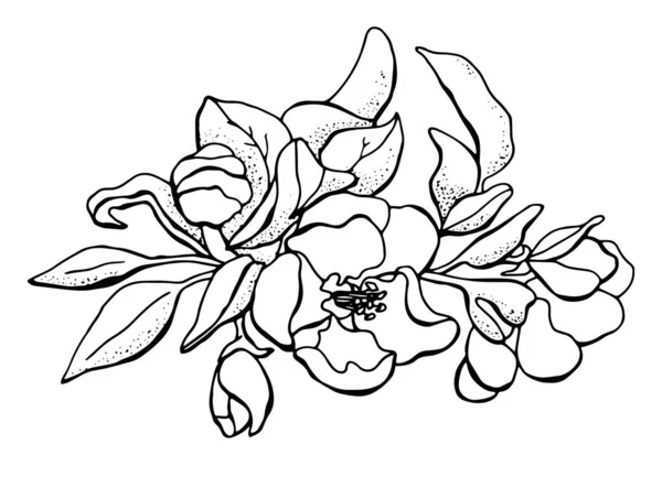 Pommier Fleurs Dessin Noir Blanc Arbre Fleurs Printemps Art Linéaire — Image vectorielle