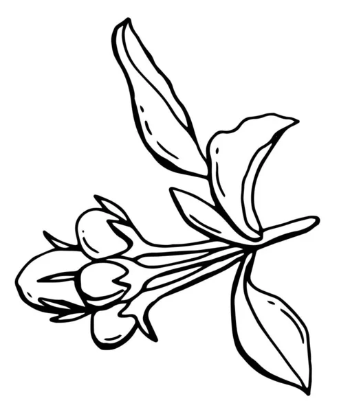 Branche Avec Des Fleurs Pommier Art Linéaire Fond Blanc Isoler — Image vectorielle