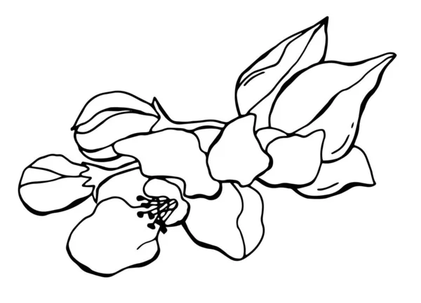 Manzano Floreciente Dibujo Blanco Negro Árbol Flor Primavera Arte Línea — Vector de stock