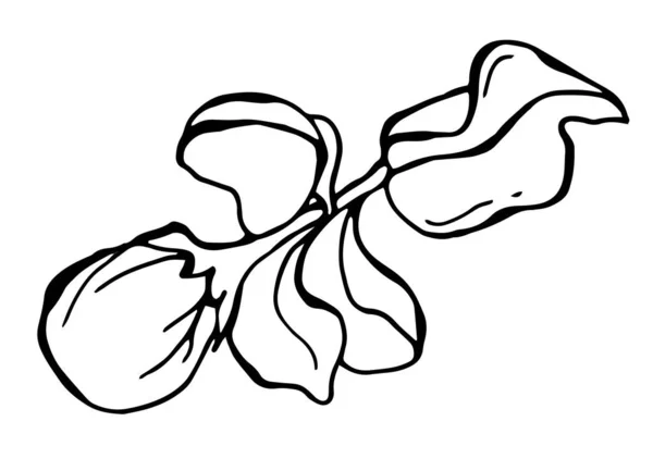 Schizzo Bianco Nero Dei Fiori Del Melo Stile Lineare Illustrazione — Vettoriale Stock