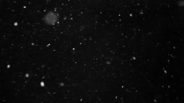 Bucle Nieve Con Alpha Channel Para Sus Proyectos Etc — Vídeo de stock