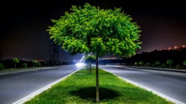 4k Yalnız Ağaç ve Trafik Caddesi Güzel yer Zaman atlamalı görüntüler farklı olaylar ve benzeri şeyler için!!!