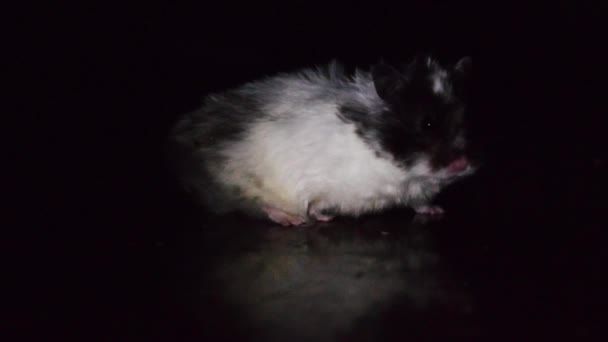 Imagens Hamster Caminhada Noturna Para Diferentes Projetos — Vídeo de Stock