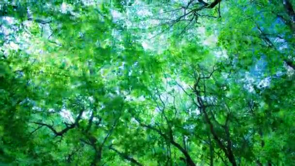 Pădure și soare în spatele copacilor — Videoclip de stoc