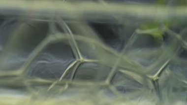 Köpük kabarcıkları yavaş çekimde patlıyor. Makro sabun köpüğü. Köpüklü gökkuşağı renkleri. yüksek sinematik kalite (Kızıl Ejder Kamerası).