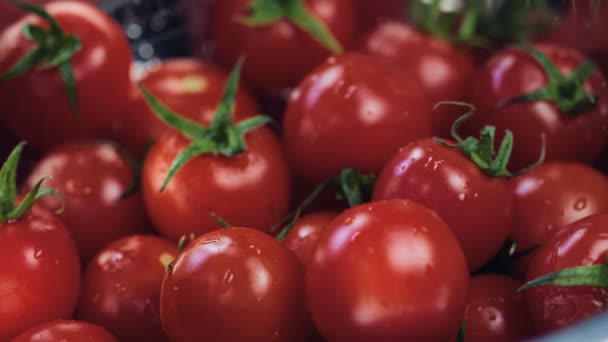 Close Falling Frische Tomate Gemüse Einem Korb Mit Tomaten Roter — Stockvideo