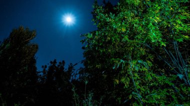 Güzel gece gökyüzü Ay ve ağaçlarla