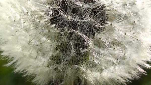 White Dandelion Flower Macro — 图库照片