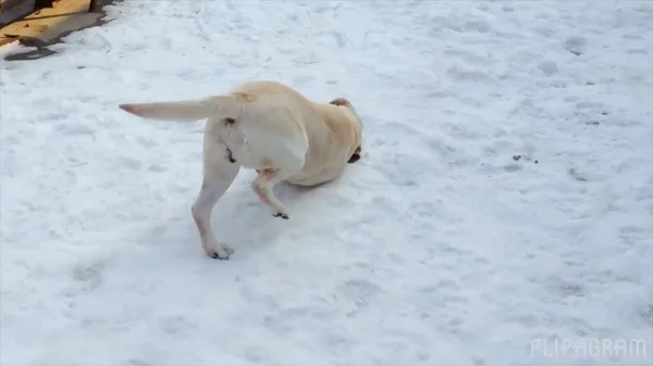 Cute Dog Playing Snow Winter — Stock Photo, Image