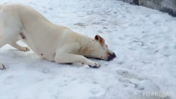 Carino Cane Giocare Con Neve Inverno — Foto Stock