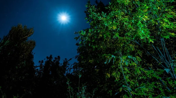 beautiful night sky with moon and trees