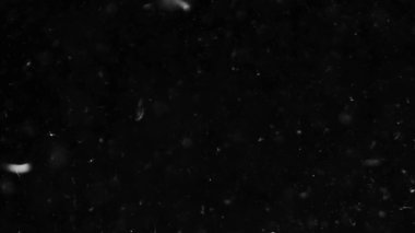 Farklı projeler için siyah arkaplan fotoğrafındaki tüyler ve organik toz.