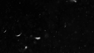 Farklı projeler için siyah arkaplan fotoğrafındaki tüyler ve organik toz.