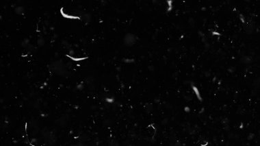 Farklı projeler için siyah arkaplan fotoğrafındaki tüyler ve organik toz.