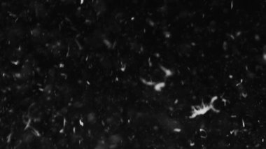 Farklı projeler için siyah arkaplan fotoğrafındaki tüyler ve organik toz.