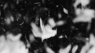 Farklı projeler için siyah arkaplan fotoğrafındaki tüyler ve organik toz.