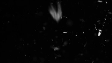 Farklı projeler için siyah arkaplan fotoğrafındaki tüyler ve organik toz.