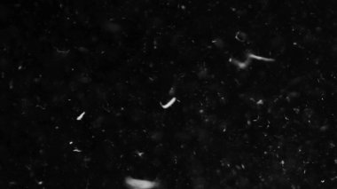 Farklı projeler için siyah arkaplan fotoğrafındaki tüyler ve organik toz.