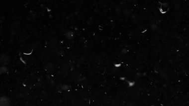 Farklı etkinlikler ve projeler için Tüyler (tüy) Düşen Arkaplan! Kuşlar.