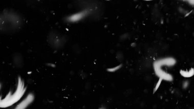 Farklı etkinlikler ve projeler için Tüyler (tüy) Düşen Arkaplan! Kuşlar.