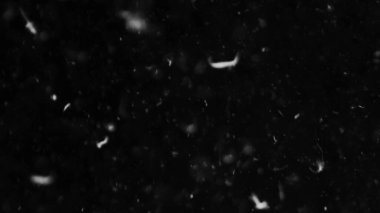 Farklı etkinlikler ve projeler için Tüyler (tüy) Düşen Arkaplan! Kuşlar.