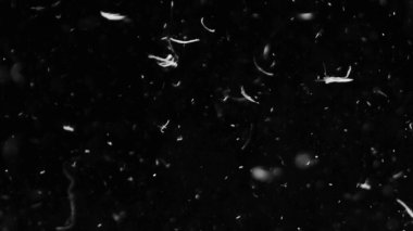 Farklı etkinlikler ve projeler için Tüyler (tüy) Düşen Arkaplan! Kuşlar.