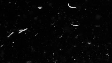 Farklı etkinlikler ve projeler için Tüyler (tüy) Düşen Arkaplan! Kuşlar.