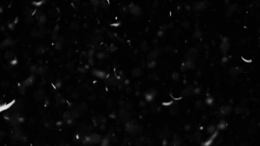 Farklı etkinlikler ve projeler için Tüyler (tüy) Düşen Arkaplan! Kuşlar.