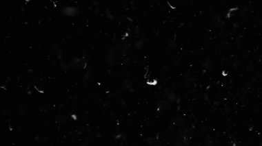 Farklı etkinlikler ve projeler için Tüyler (tüy) Düşen Arkaplan! Kuşlar.