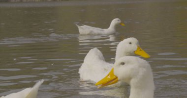 Vahşi, güzel ördekler göl manzarasında yüzüyorlar. Red Epic Dragon kamerasıyla çekildi. Renklendirme Yok (redlogfilm ham renk alanı)