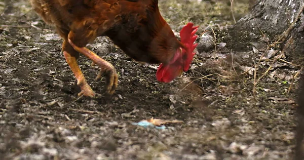 Hahn Huhn Henne Hahn Bauernhof Foto Schöne Hühner Bauernhof Filmische — Stockfoto