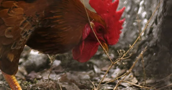 Horoz Tavuk Tavuk Penis Çiftlik Fotoğrafı Çiftlikteki Güzel Tavuk Sinema — Stok fotoğraf